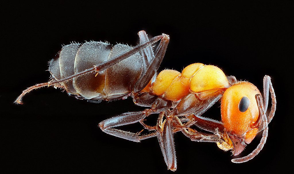 Ant Control service in Bayonne, NJ