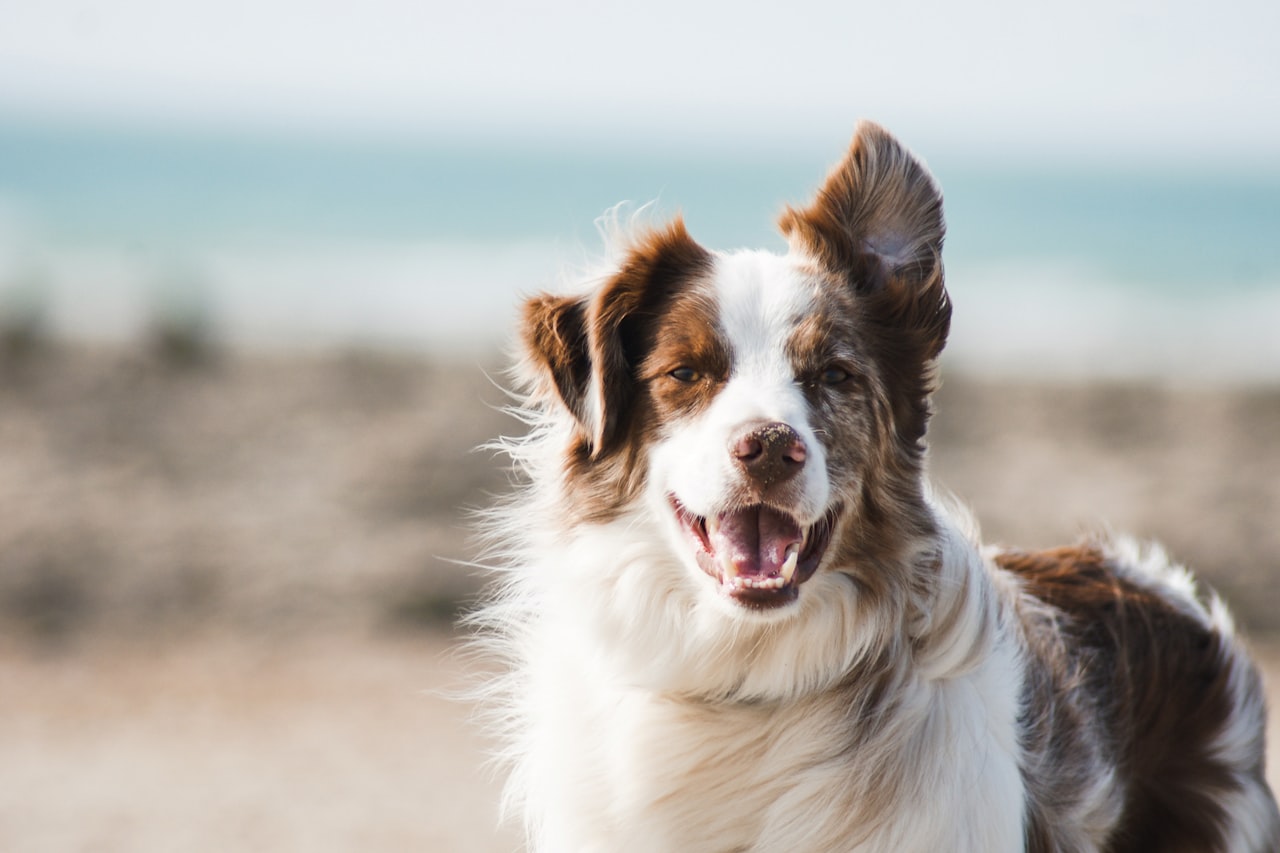 Flea & Tick Control service in Bayonne, NJ