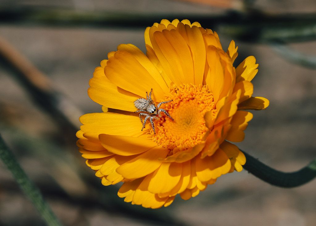 Spider Control service in Bayonne, NJ